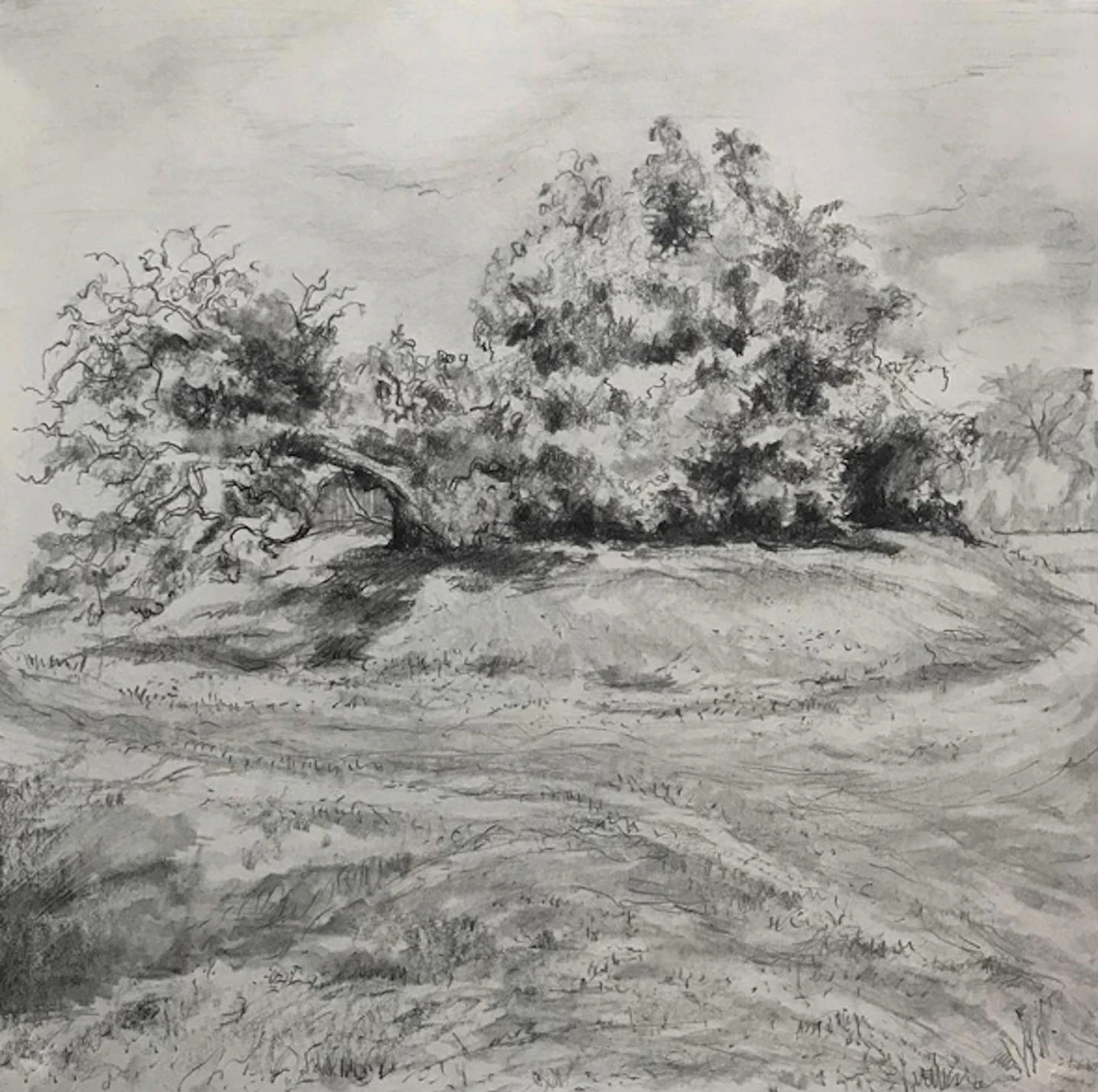 Pencil sketch of a mulberry tree