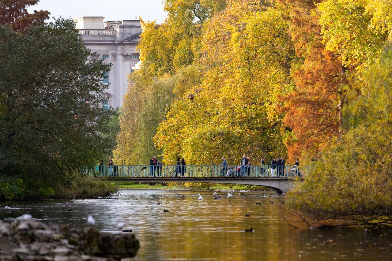 Trees in St. James's Park in autumn
