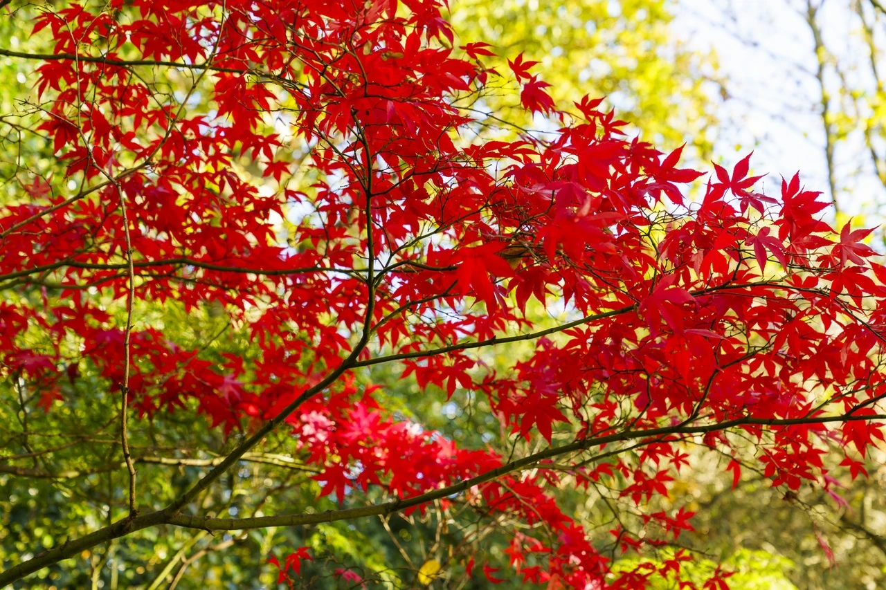 Autumn in Greenwich Park