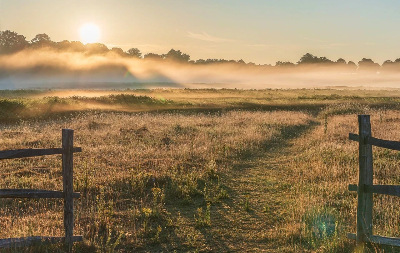 Sunrise over the meadow