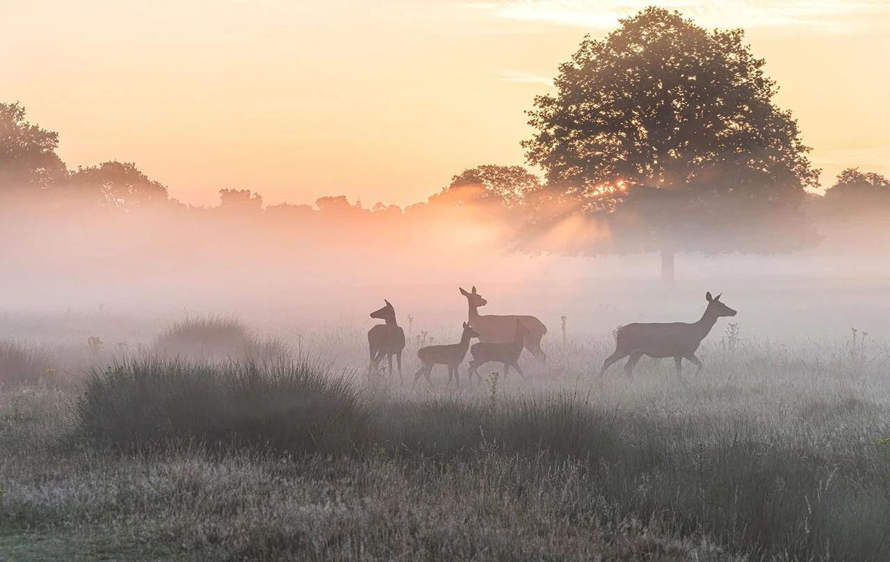 Deer in the morning mist.