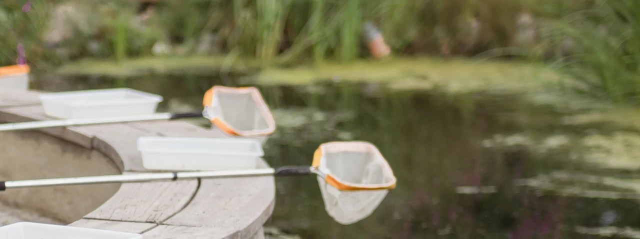 Dipping nets on the side of a pond 