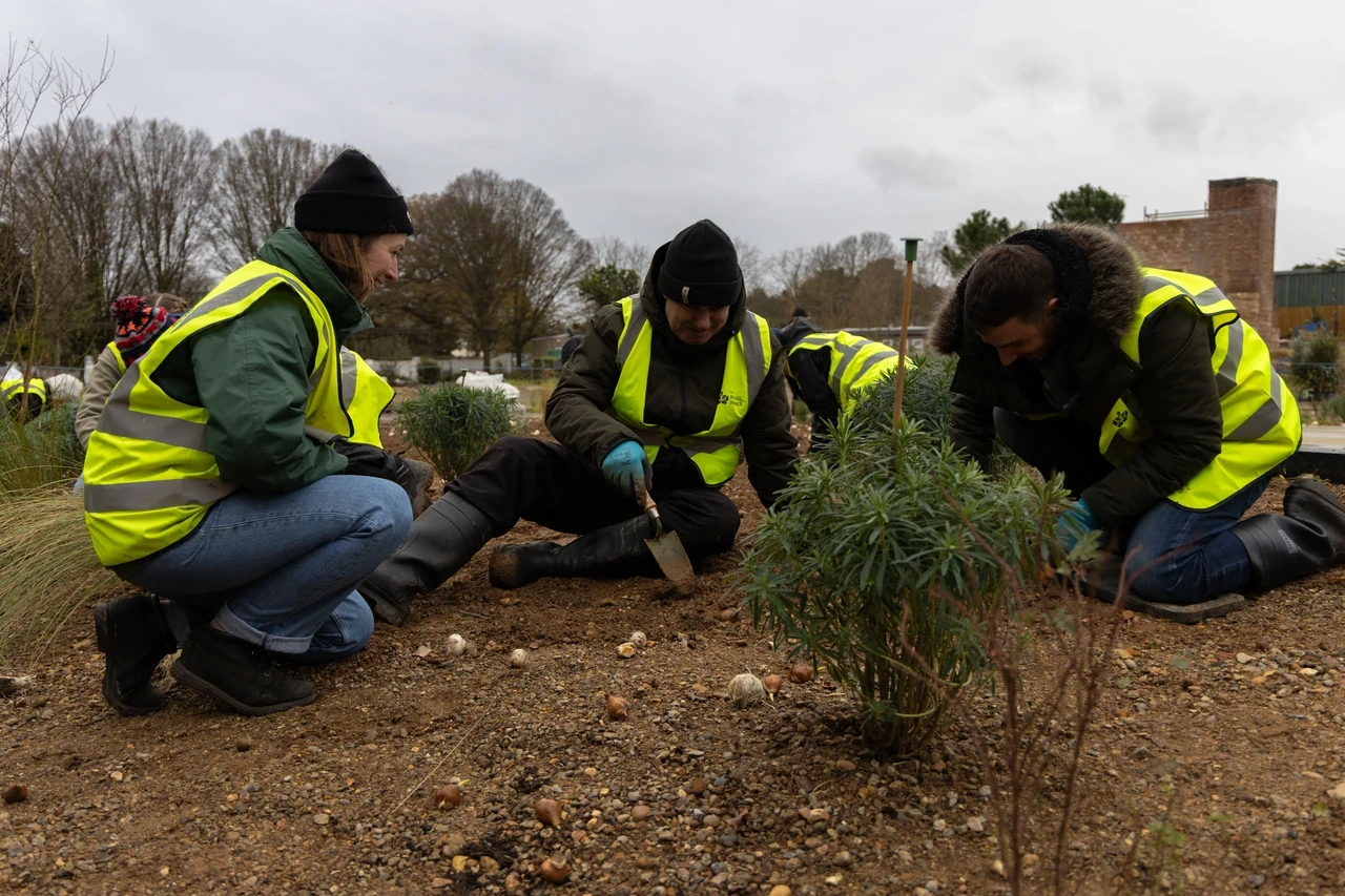 People bulb planting