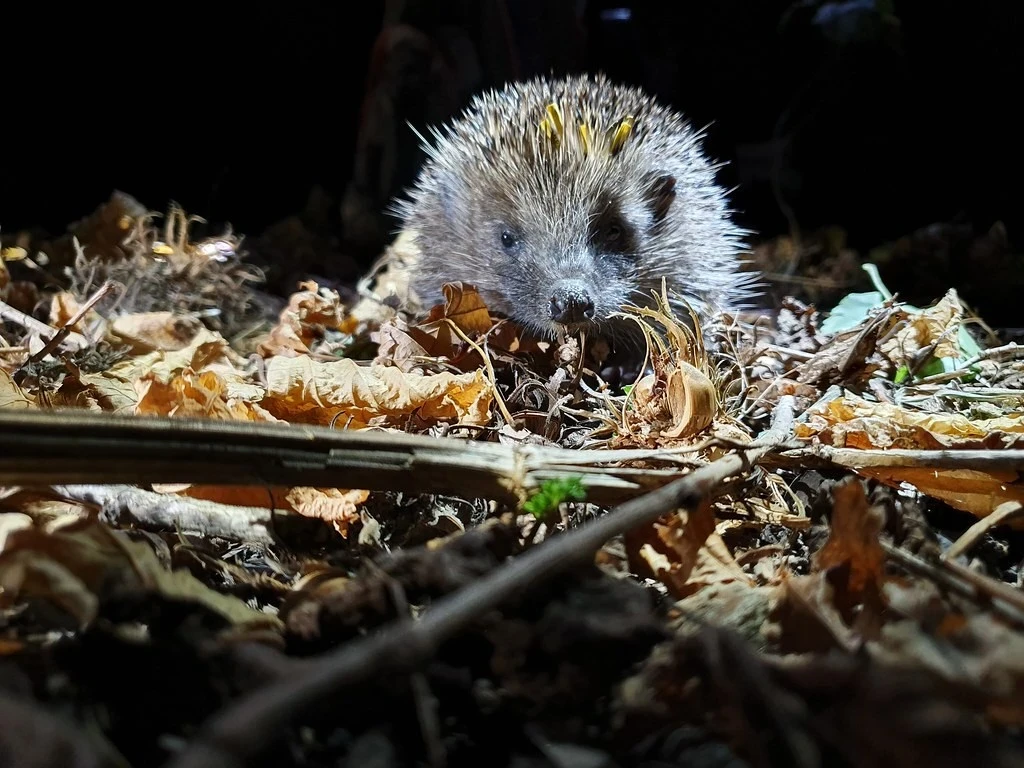 hedgehog at night