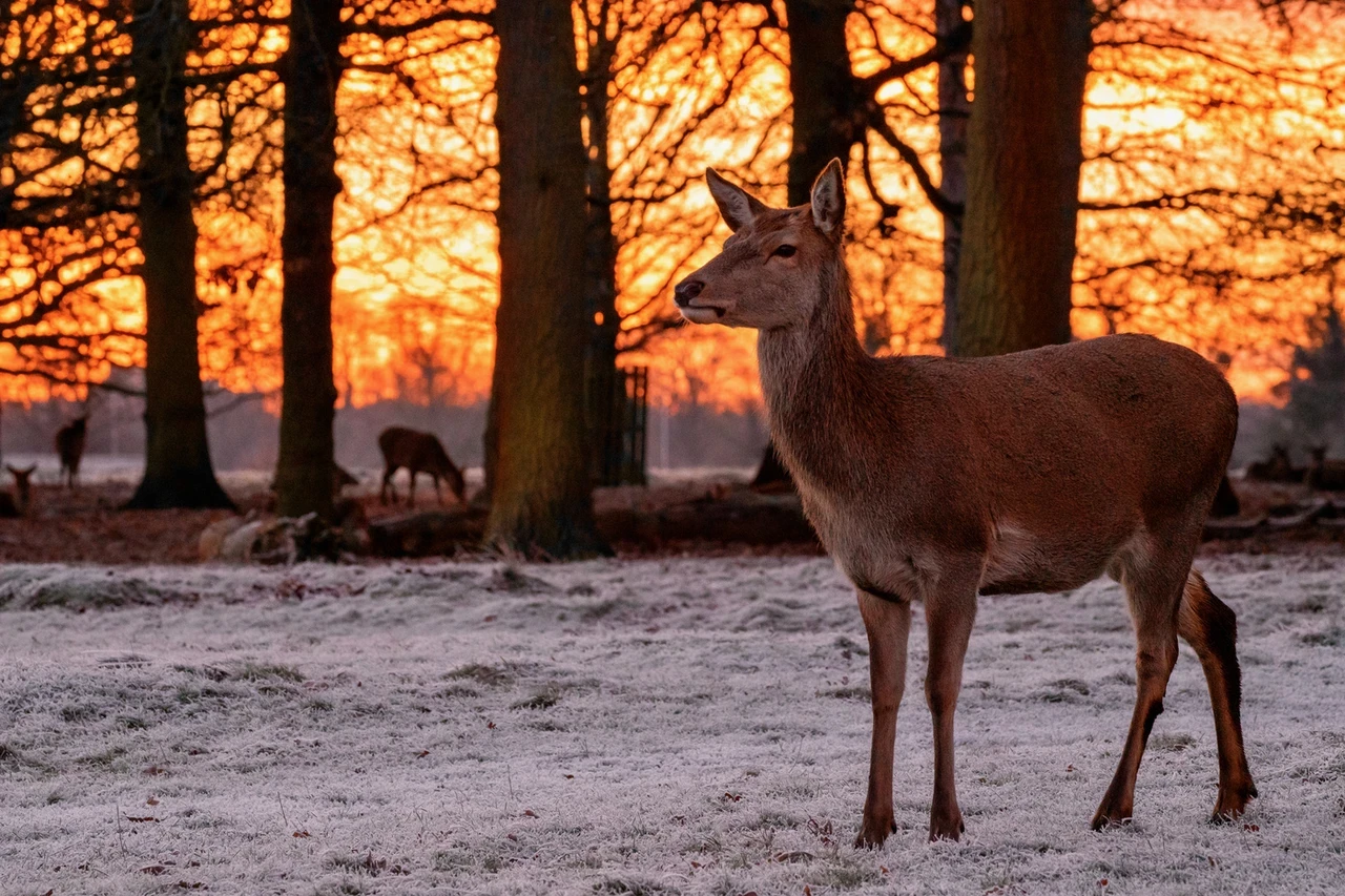 Deer in the frost in Bushy Park