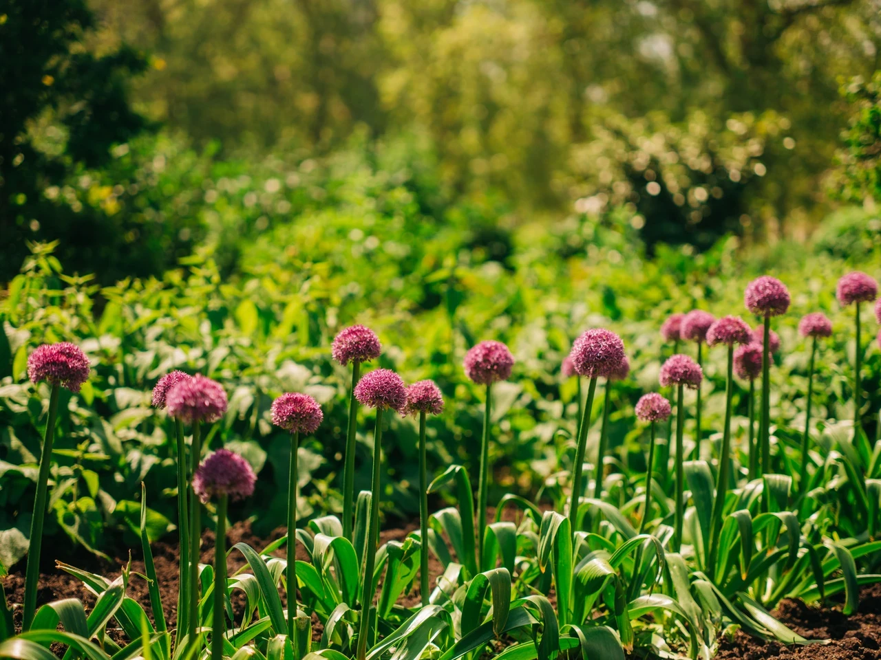 Flowers in Kensington Gardens