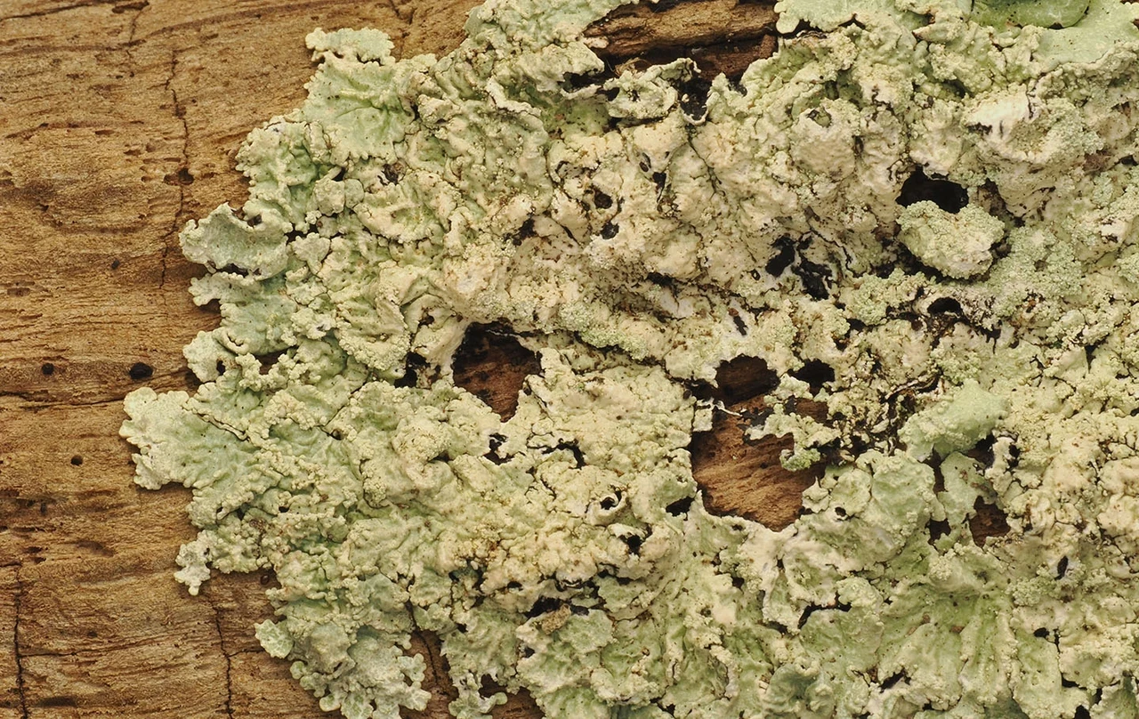 Macro photography of lichen by Max Mudie