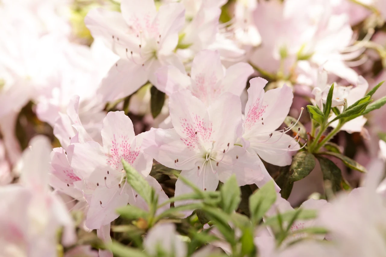 Flower petals in Richmond Park in spring