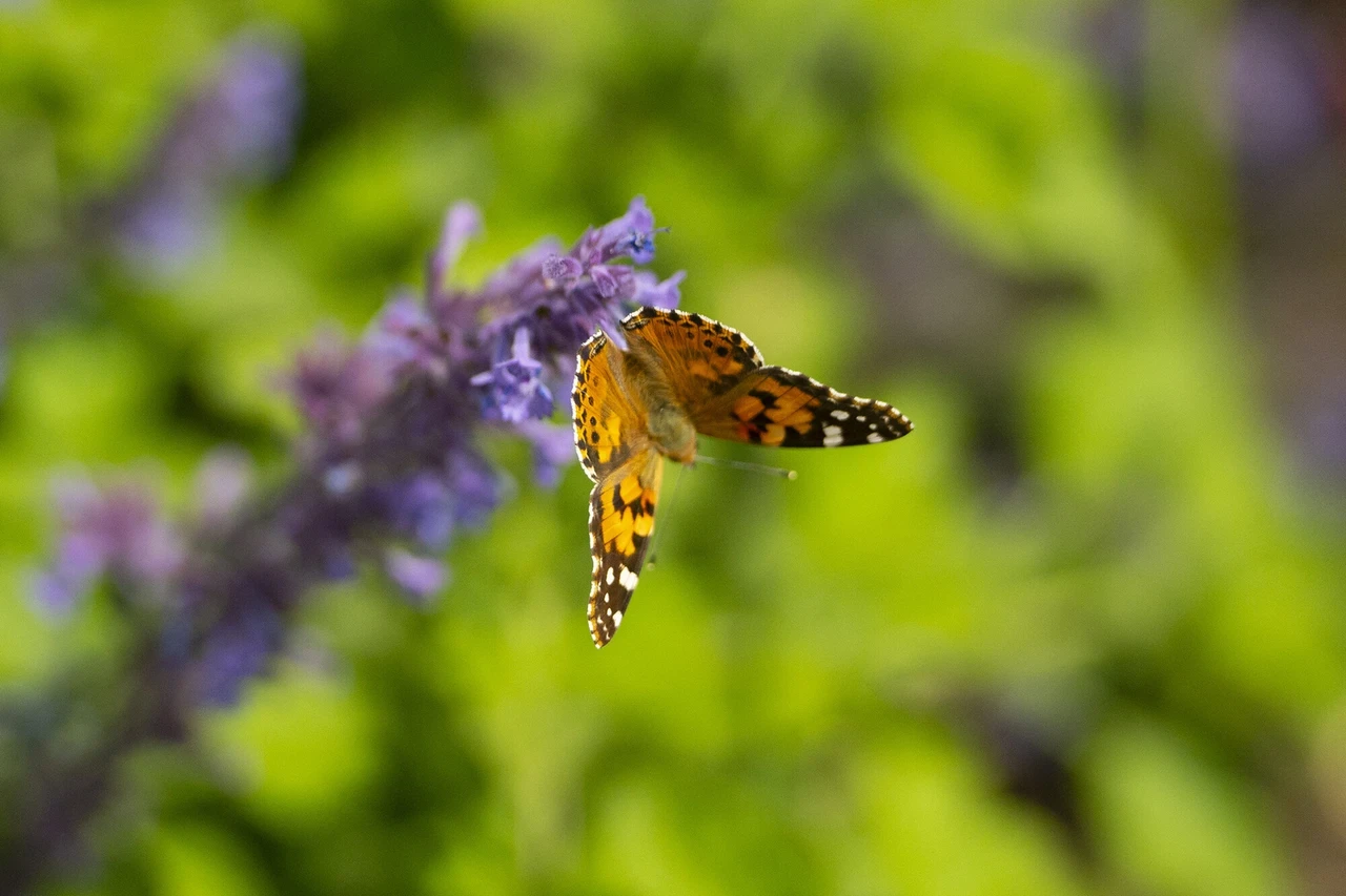 A red and black butterfly on a purple flowering plant with a green background