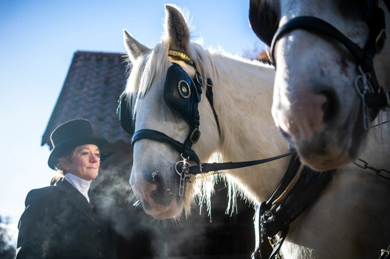Christmas Carriage Rides in Bushy Park