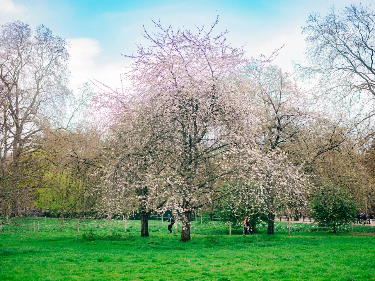 Spring blossom in St. James's Park