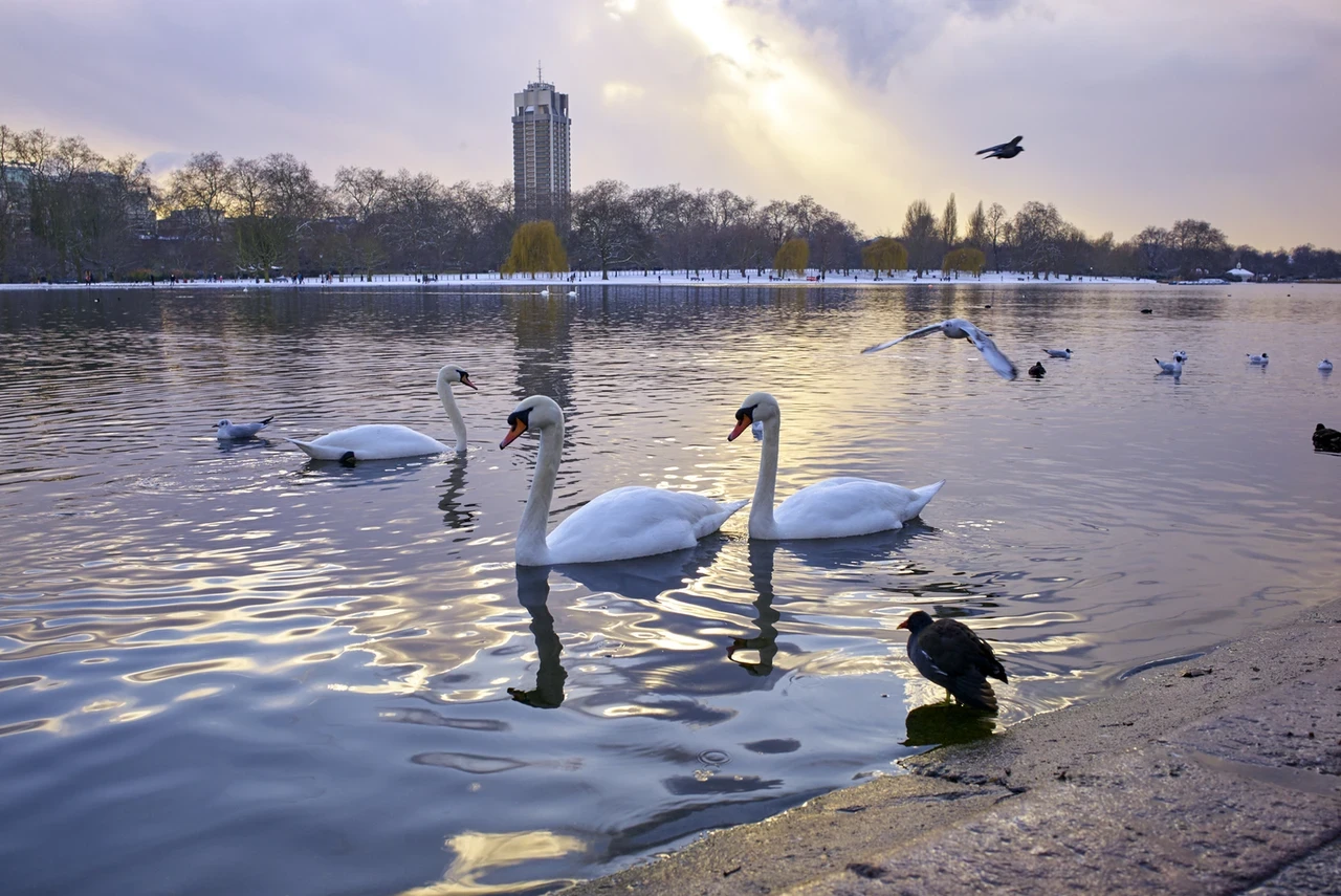 Swans on The Serpentine in Hyde park in winter
