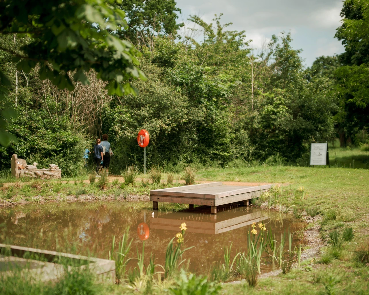 Image of Greenwich Parks Learning Centre dipping pond with a dipping platform in the foreground and background. The pond is surrounded with water plants. 