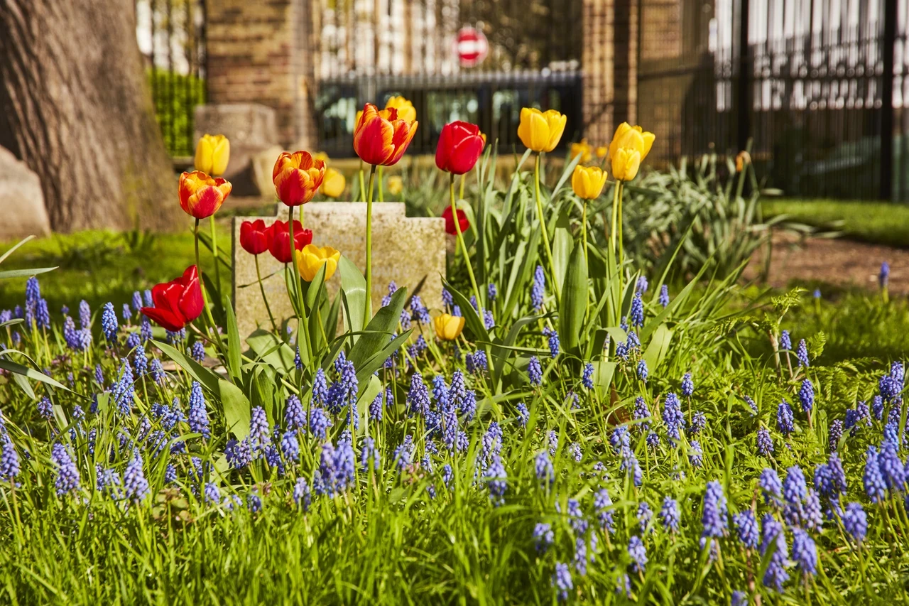 Tulips in Brompton Cemetery