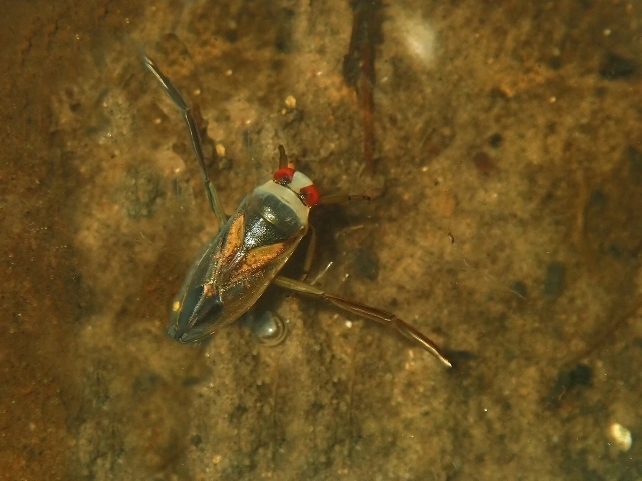 Image of a greater water boatman