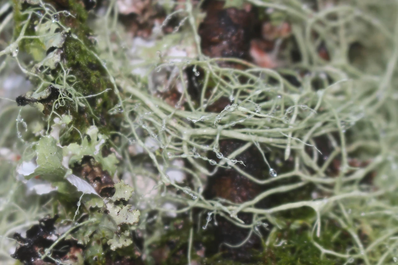 Close up of wet lichen
