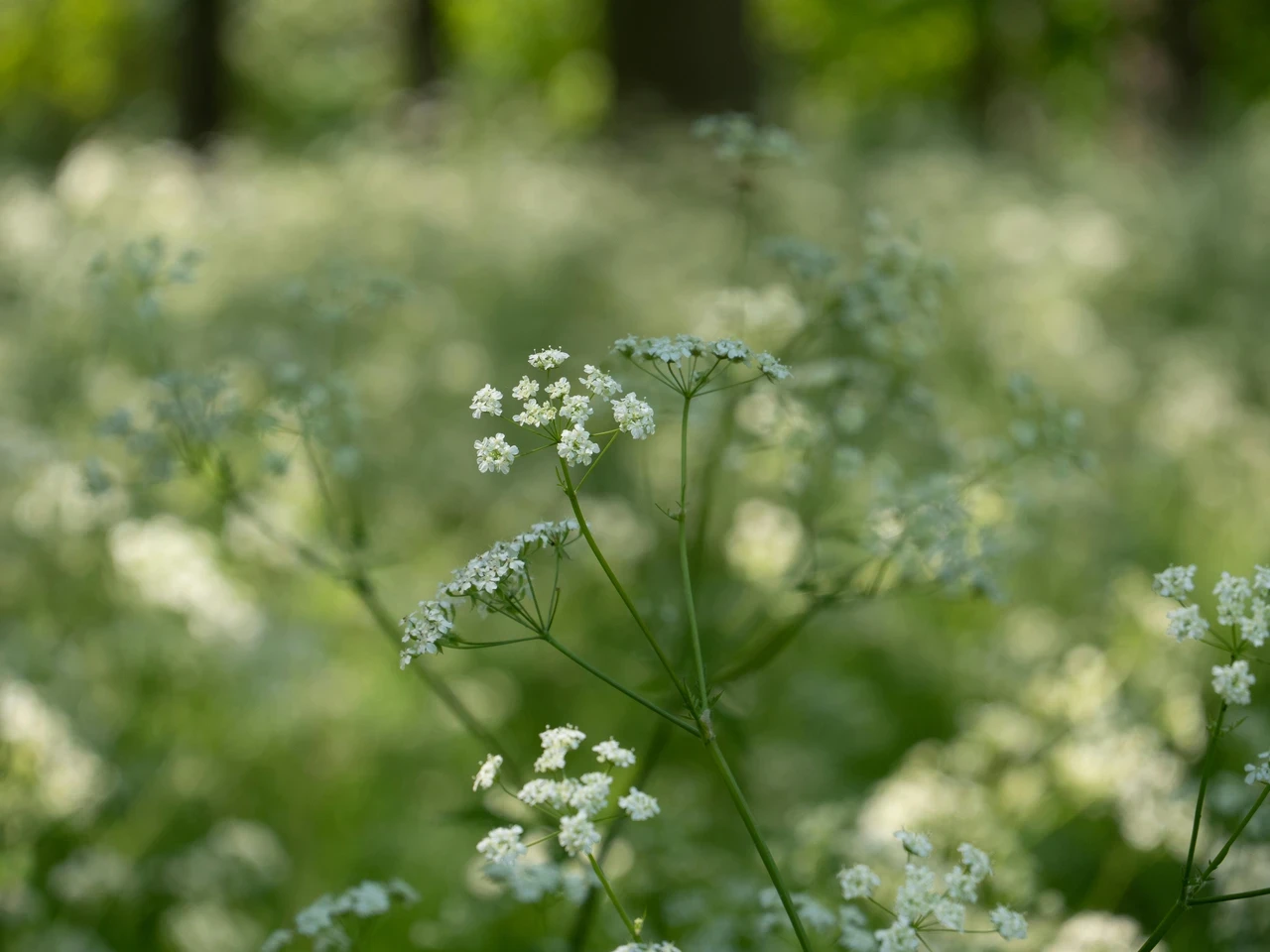 Cow Parsley