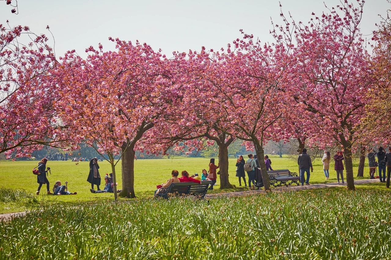 Cherry Trees in Greenwich Park