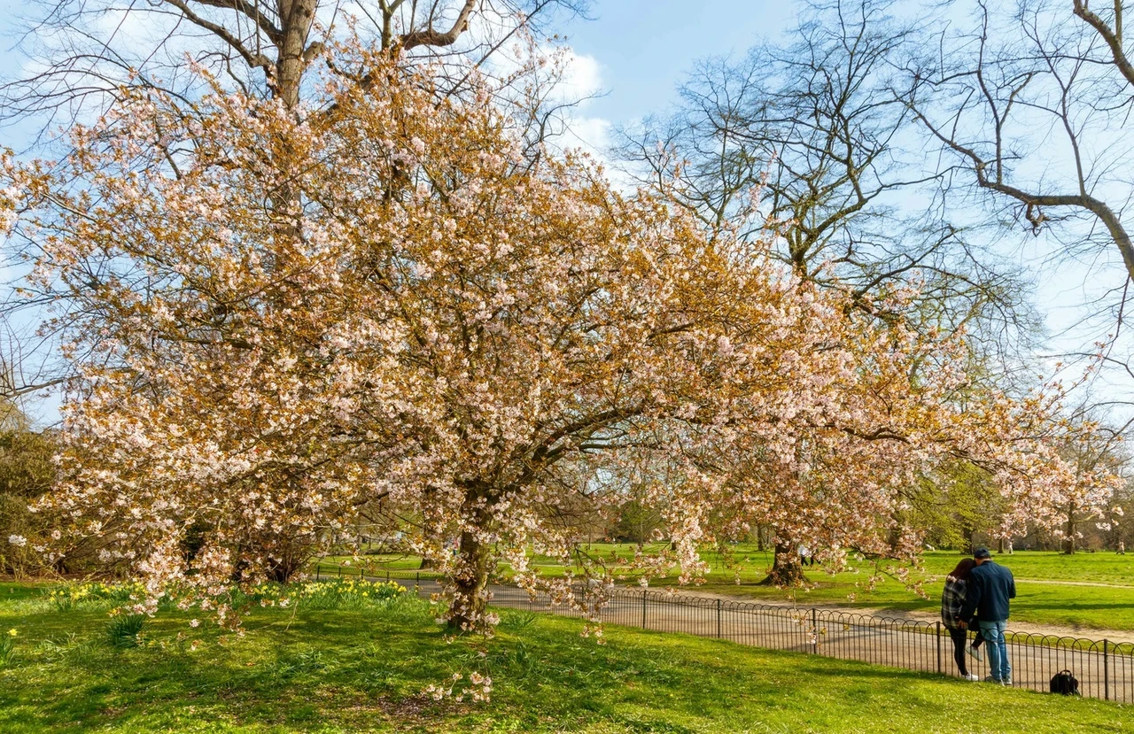 Cherry trees in Kensington Gardens
