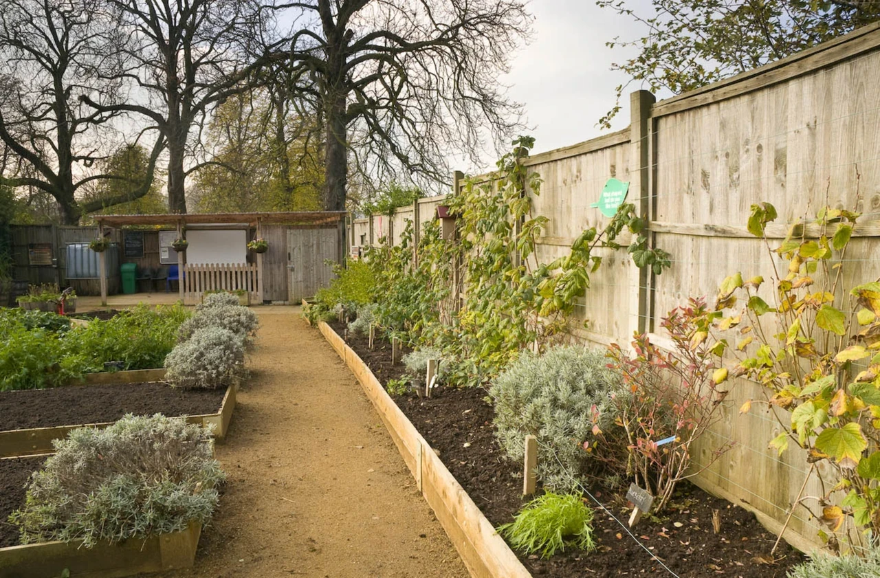 Allotment in Kensington Gardens
