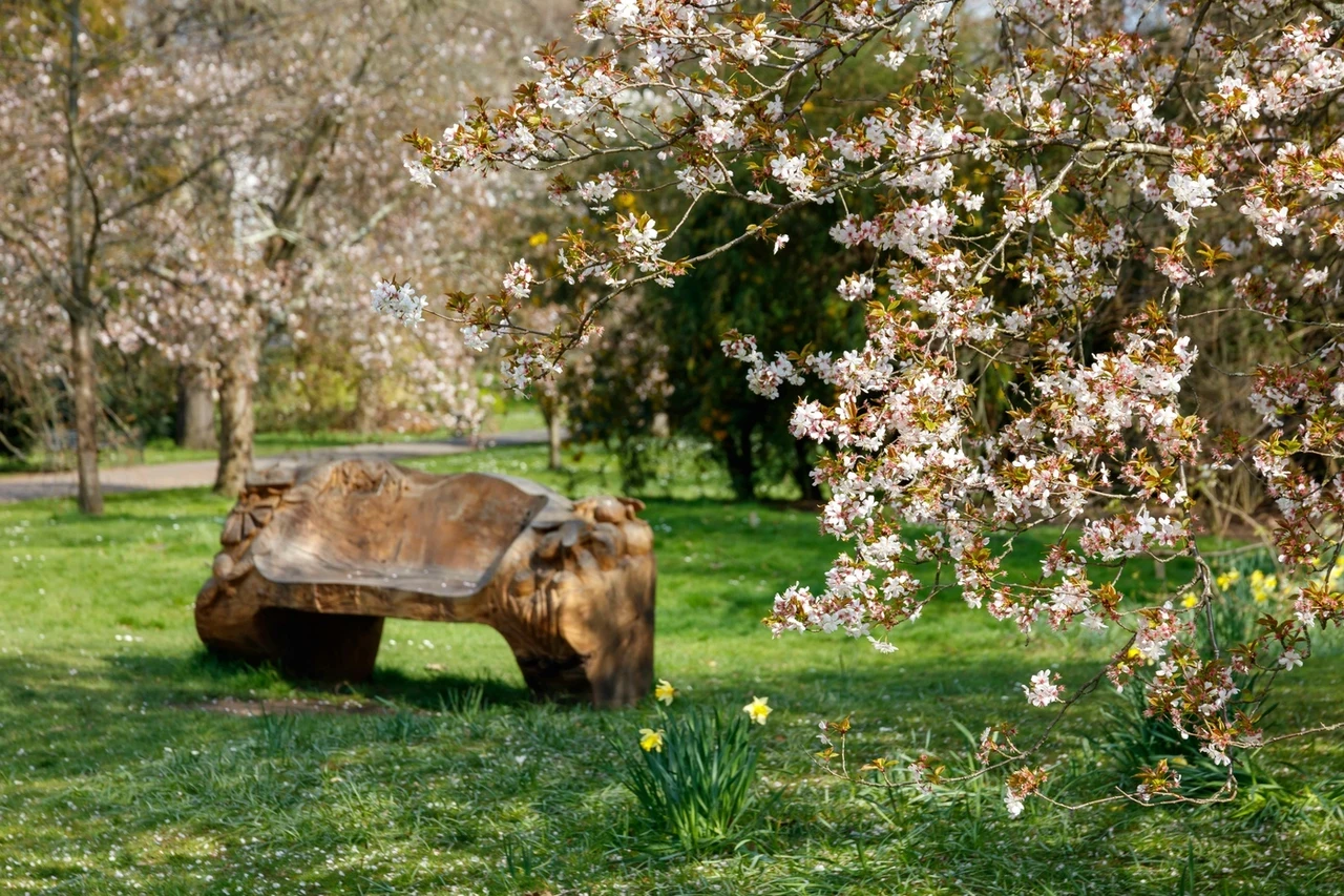 Cherry Blossom in Kensington Gardens