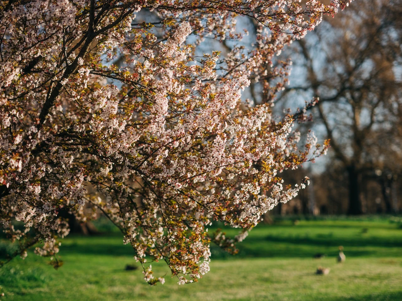 Cherry trees blossoming in St. James's Park