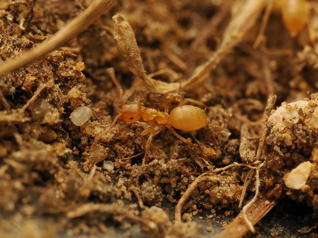 Yellow Meadow Ant and plant roots in the soil