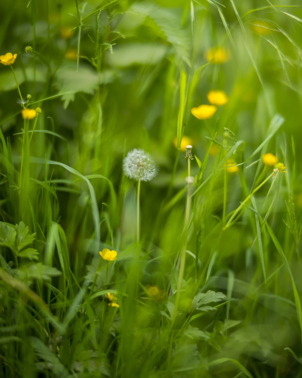 A wild lawn with Buttercups and Dandelions