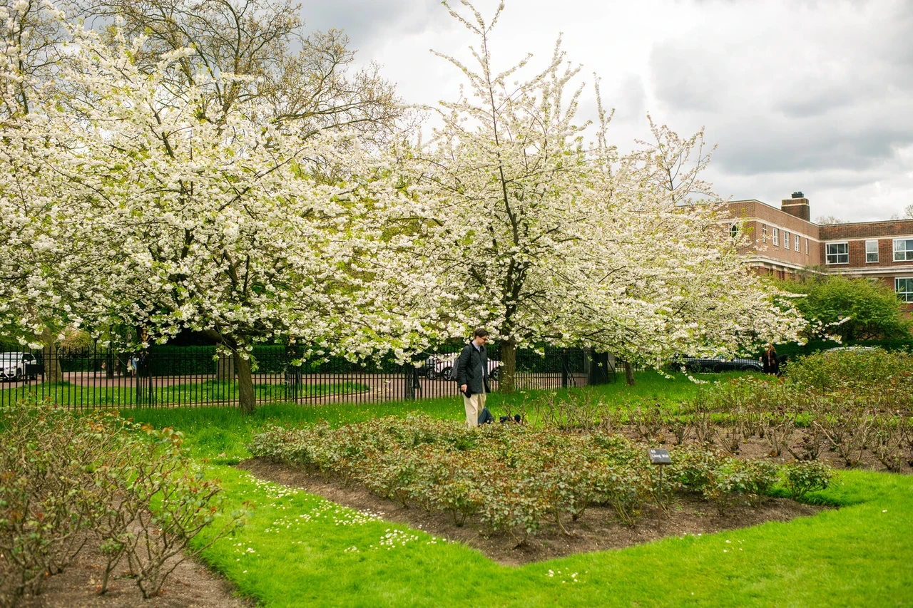 Cherry blossom in The Regent's Park