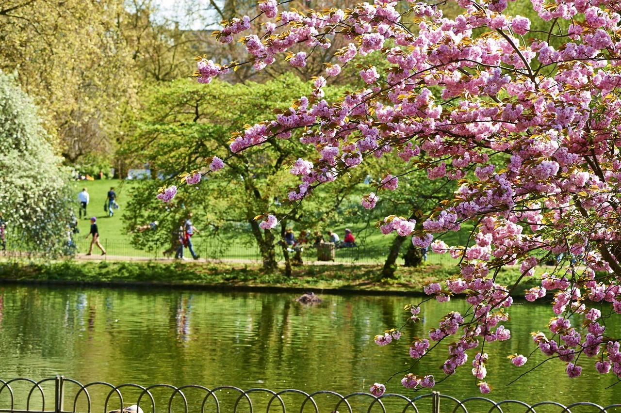 Cherry Trees in St. James's Park