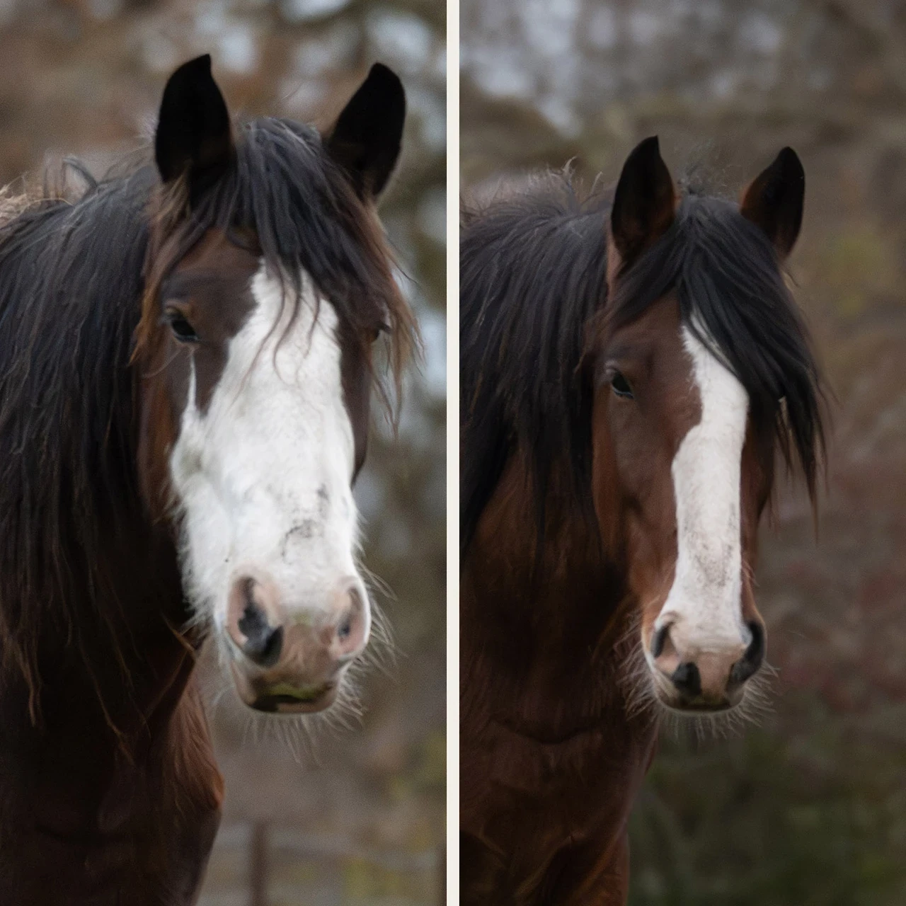 Shire Horses Arthur and Lois
