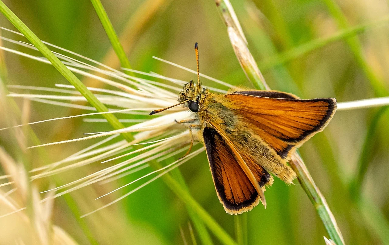 Essex Skipper butterfly (Thymelicus lineola)