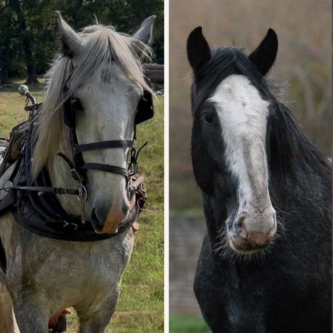 Shire Horses George and Charlie