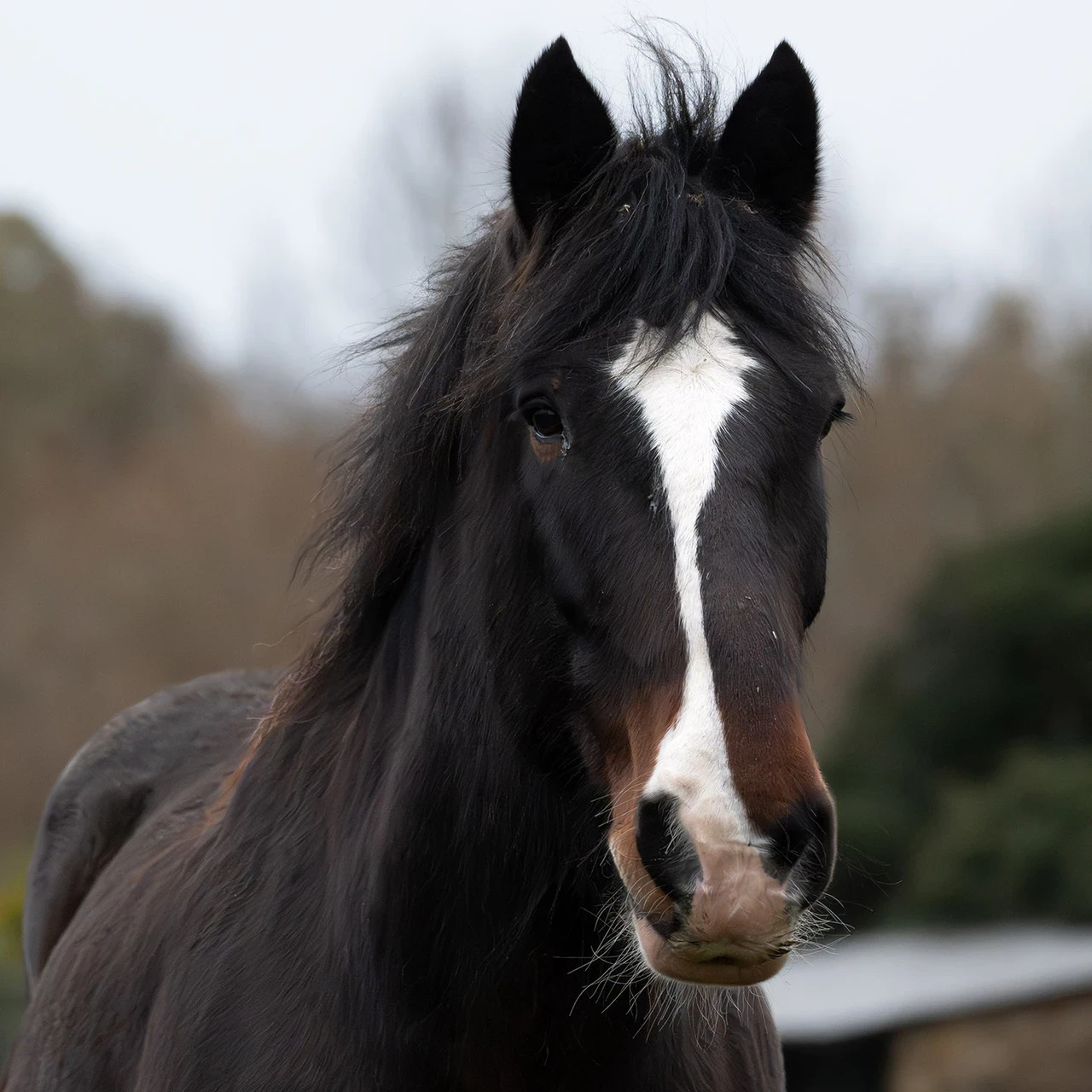 Shire Horse Joey