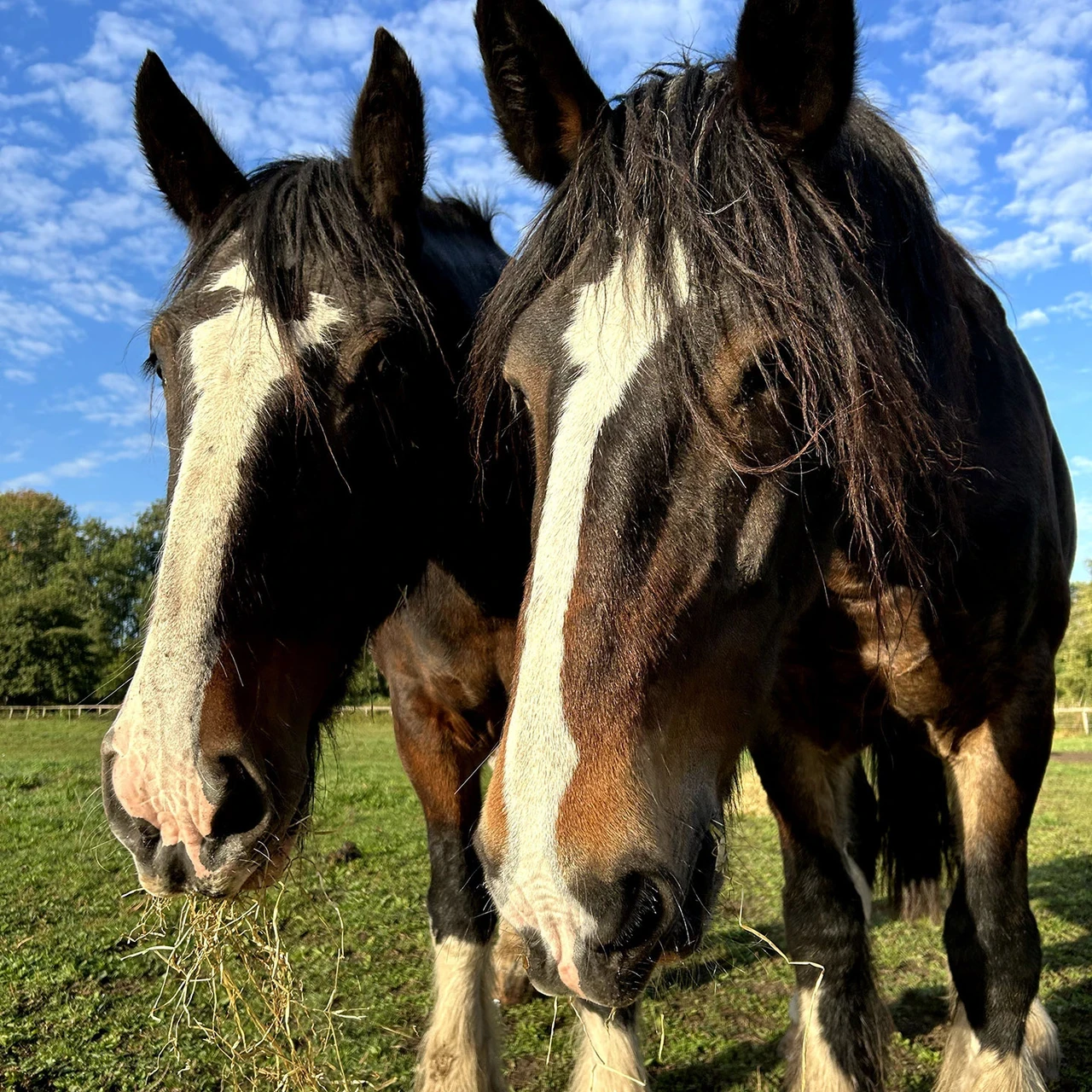 Shire Horses Monty and Tom