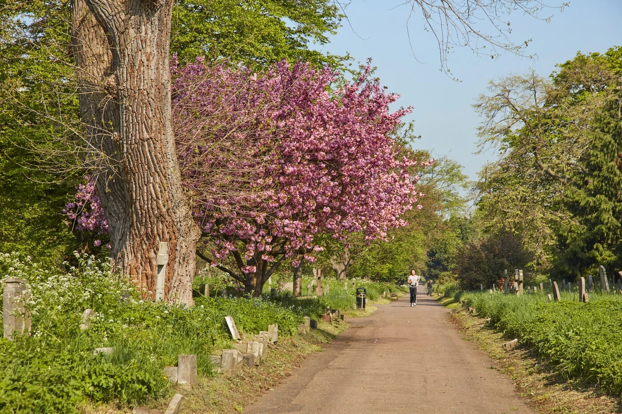 Cherry blossom trees in Brompton Cemetery