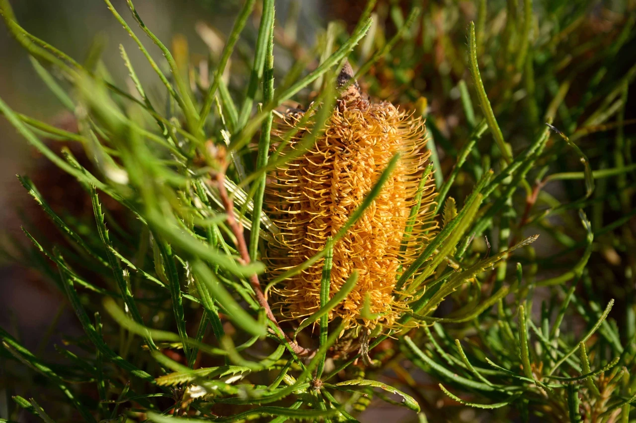 Journey Beyond the Tracks from Adelaide to Perth garden at the 2026 RHS Chelsea Flower Show. Close up shot of Banksia