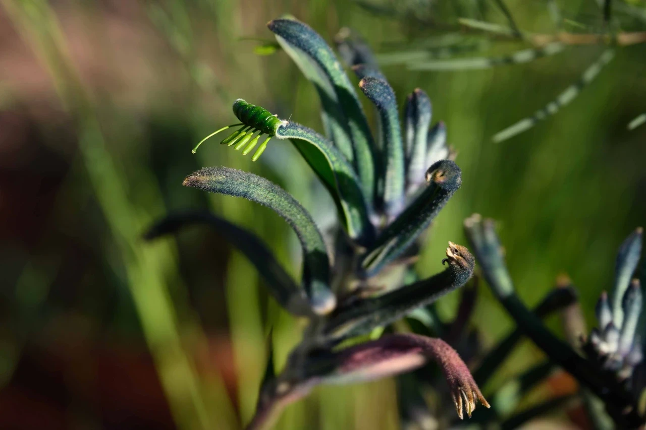 Journey Beyond the Tracks from Adelaide to Perth garden at the 2026 RHS Chelsea Flower Show. Close up shot of Kangaroo Paw.