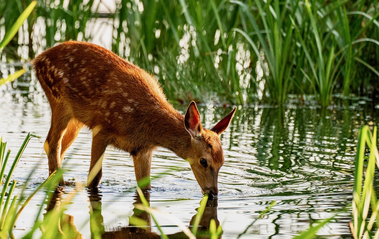 A deer fawn drinking
