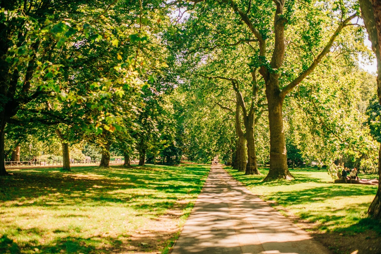 Trees in Hyde Park in summertime