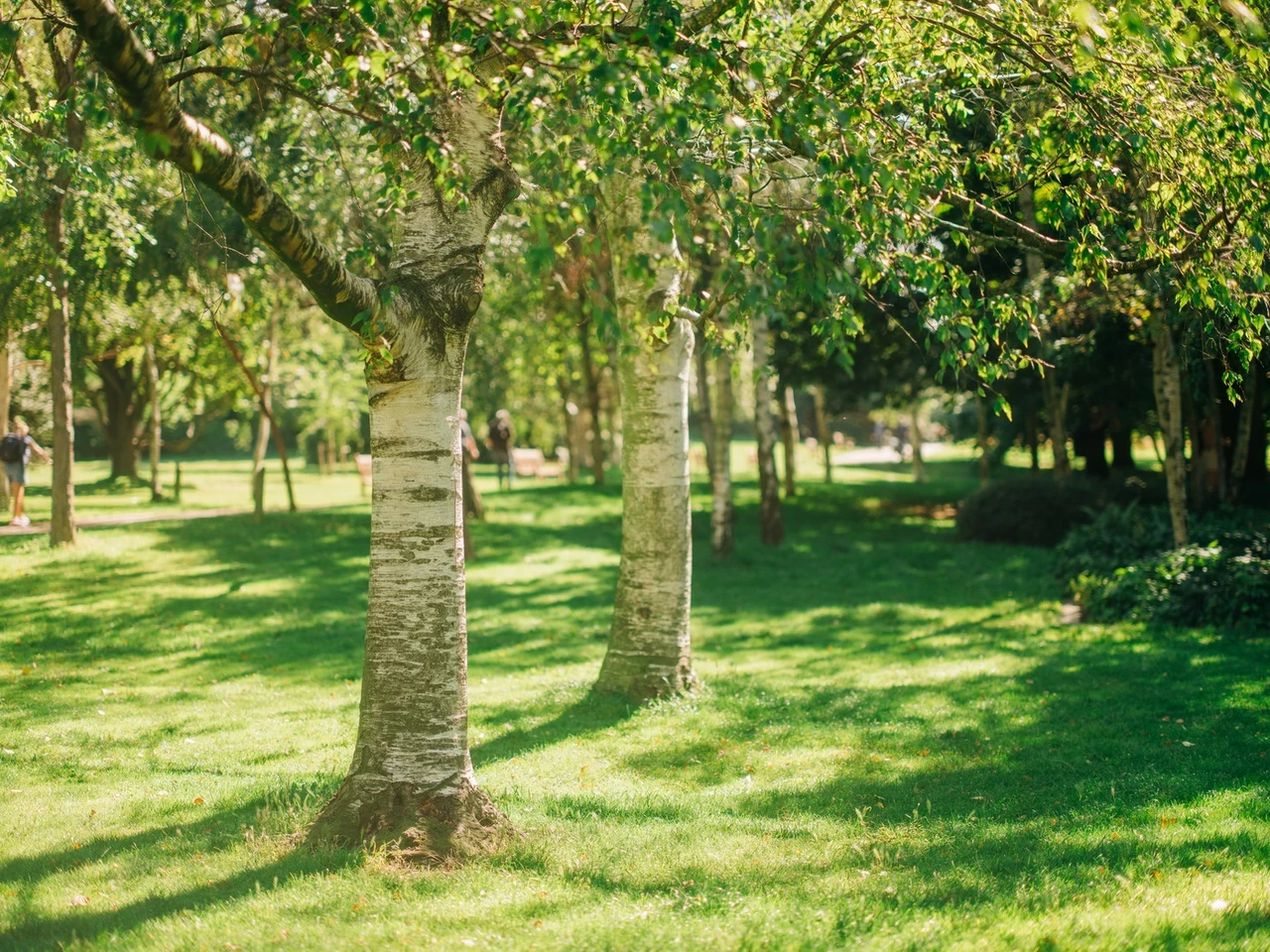 Trees in summer time in Hyde Park