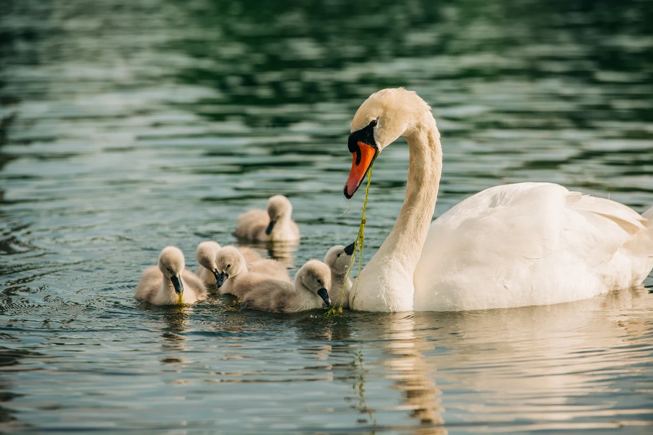 Six swan cygnets swimming with mother swan in The Serpentine