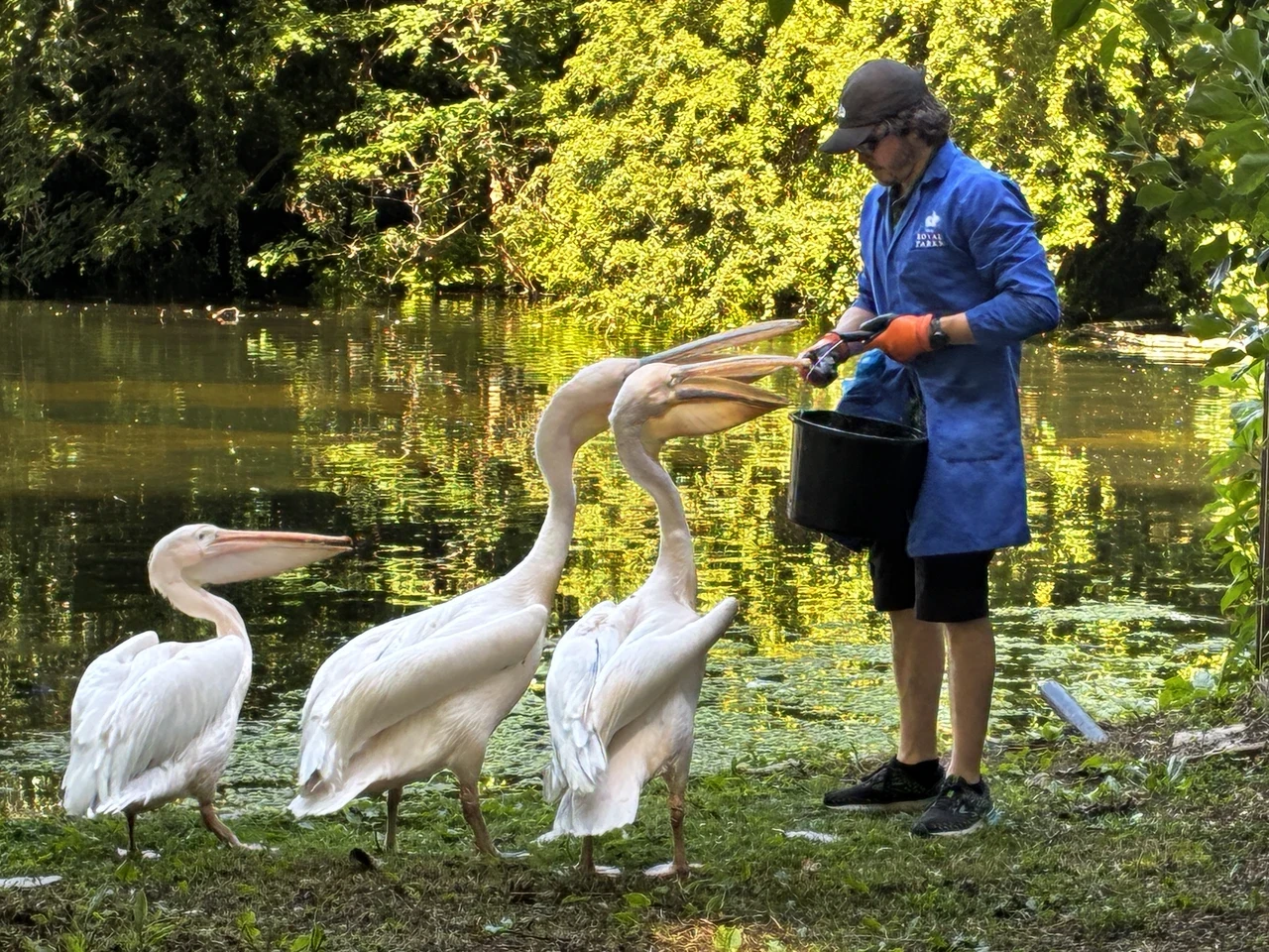 Three pelicans being fed at St. James's Park by Wildlife Officers