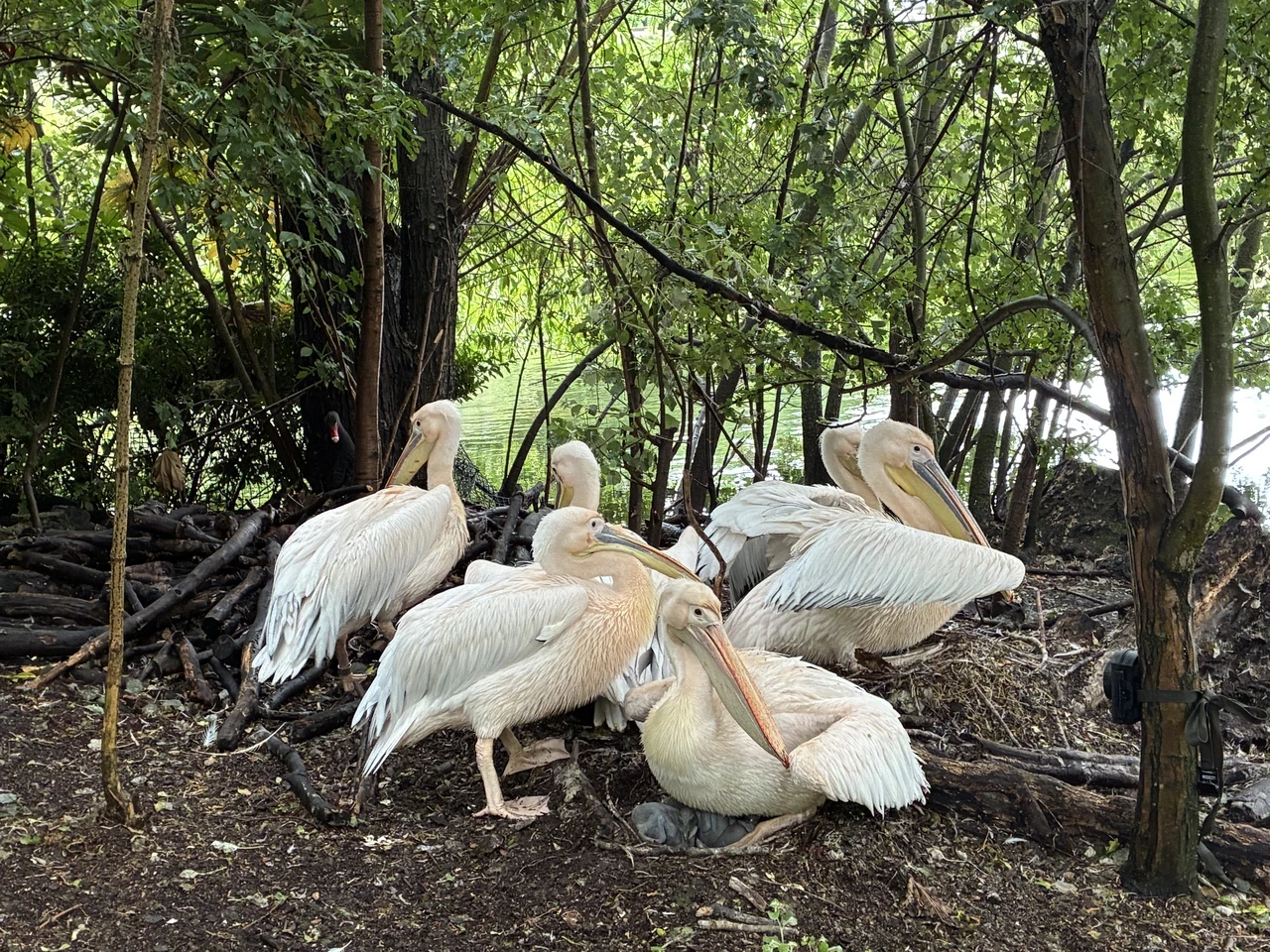 Group of pelicans nesting in St. James's Park with chicks
