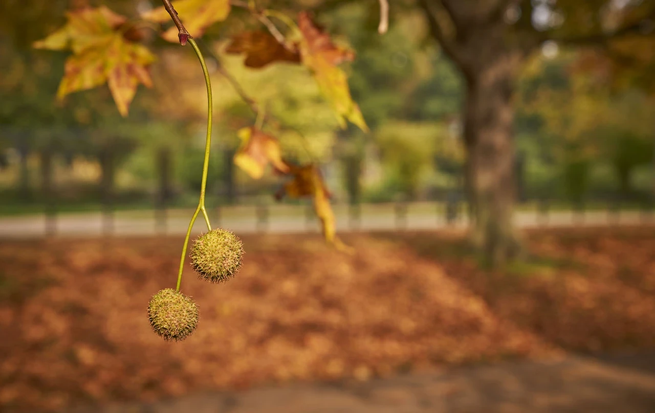 Seed balls of the London Plane tree in autumn