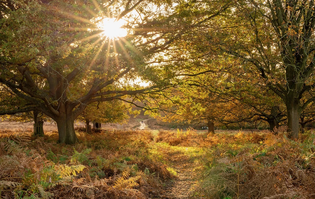 A path winding through the trees in autumn