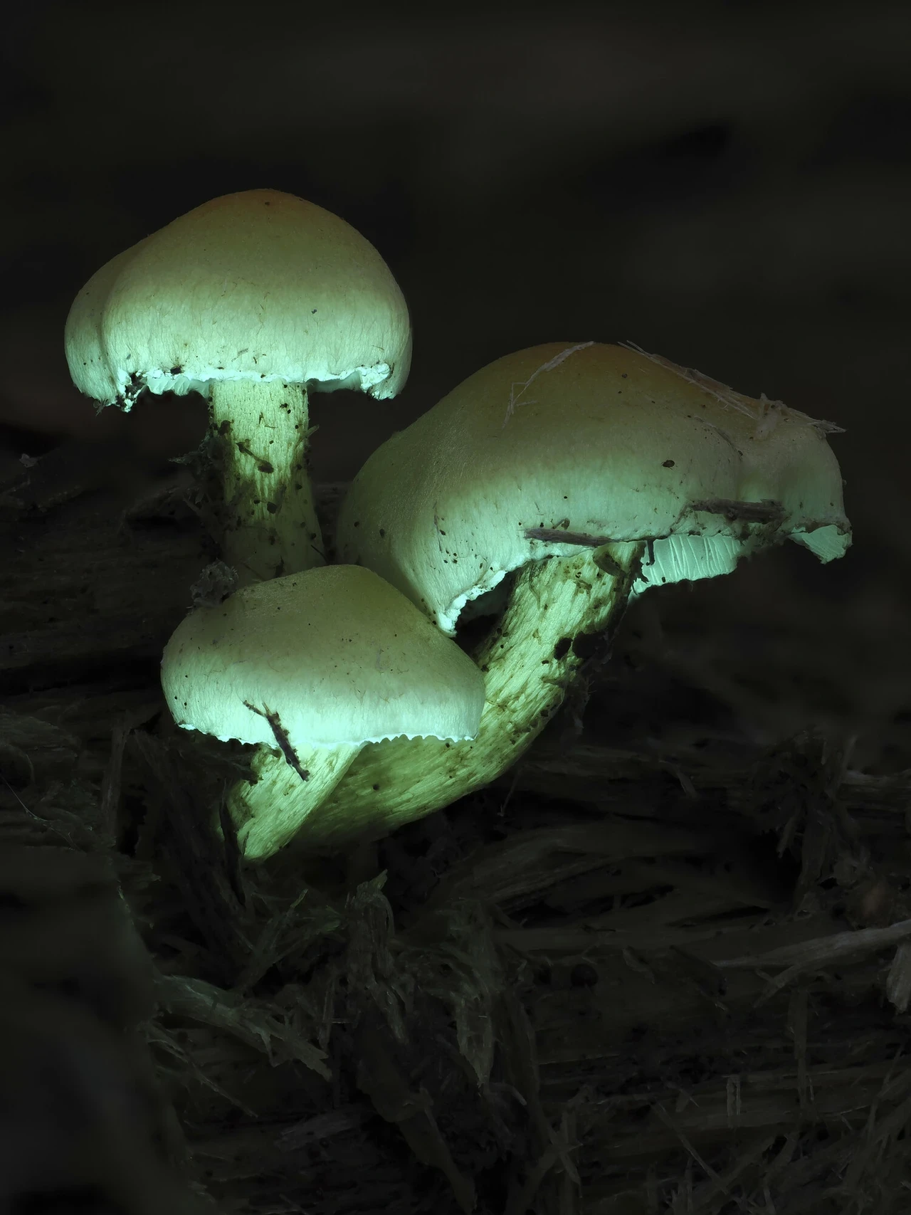 Sulphur tuft glowing under UV light  