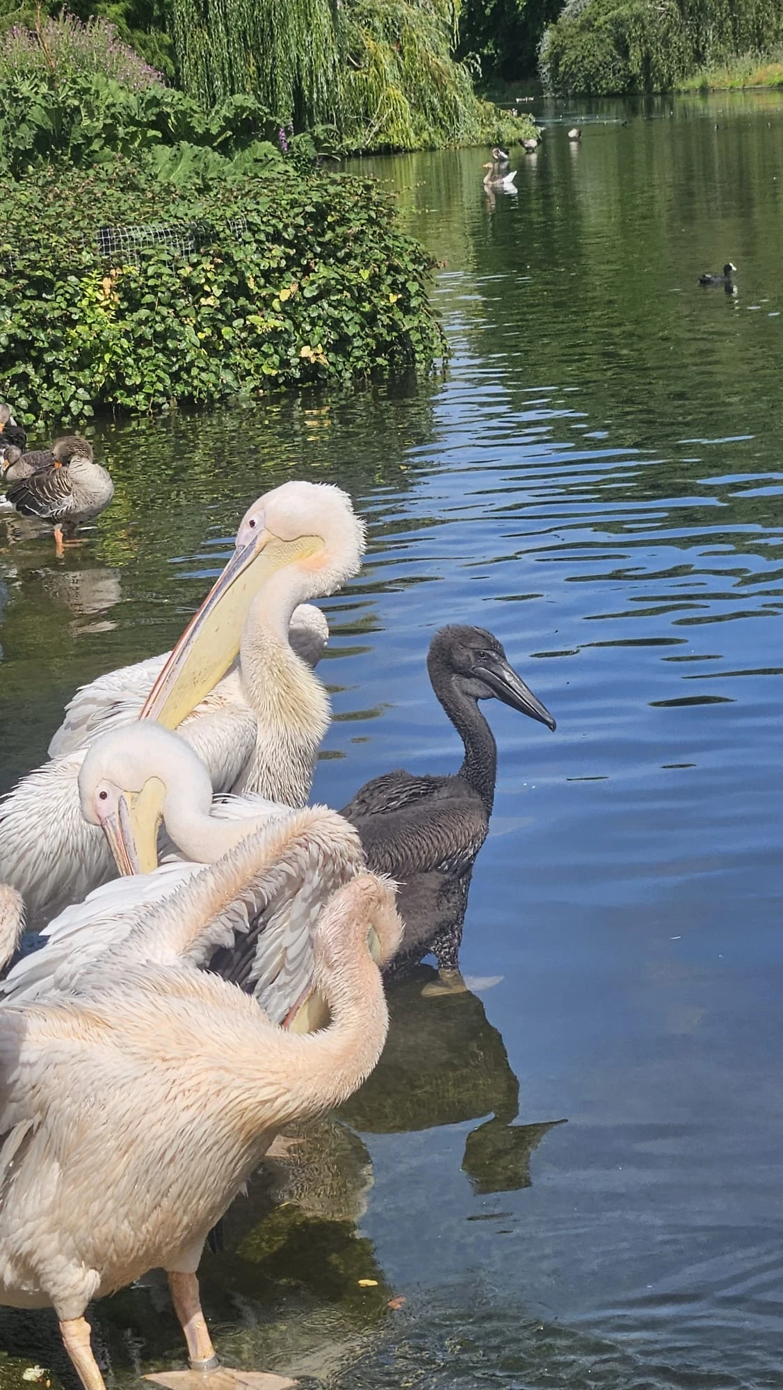 Pelican chicks in the water