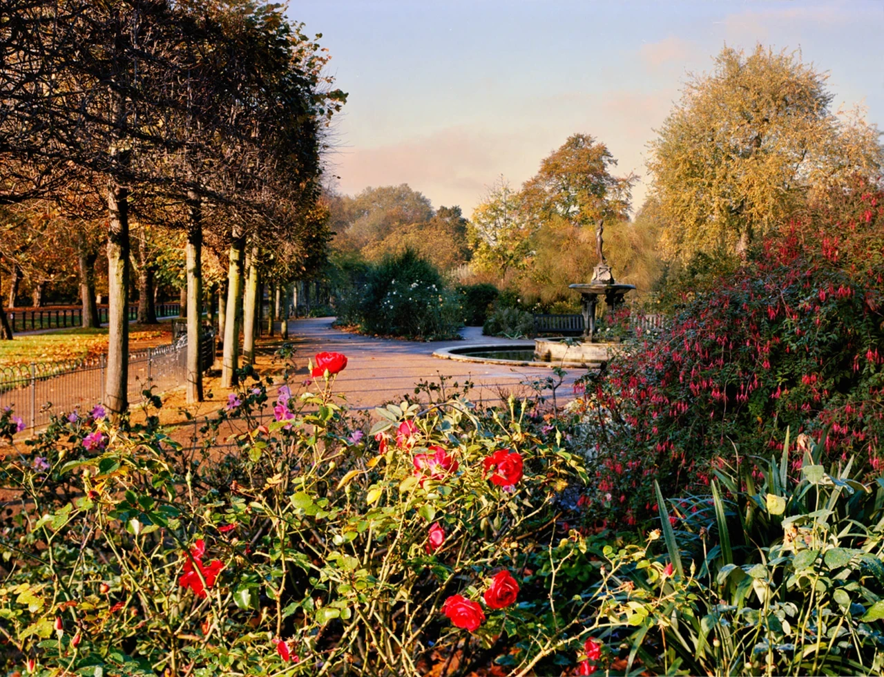 Autumn flowers in Hyde Park