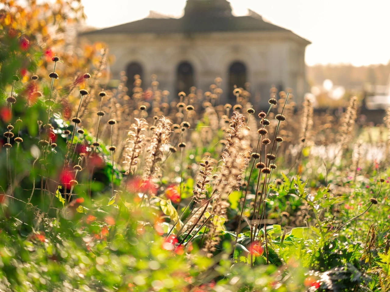 Autumn flowers in Kensington Gardens